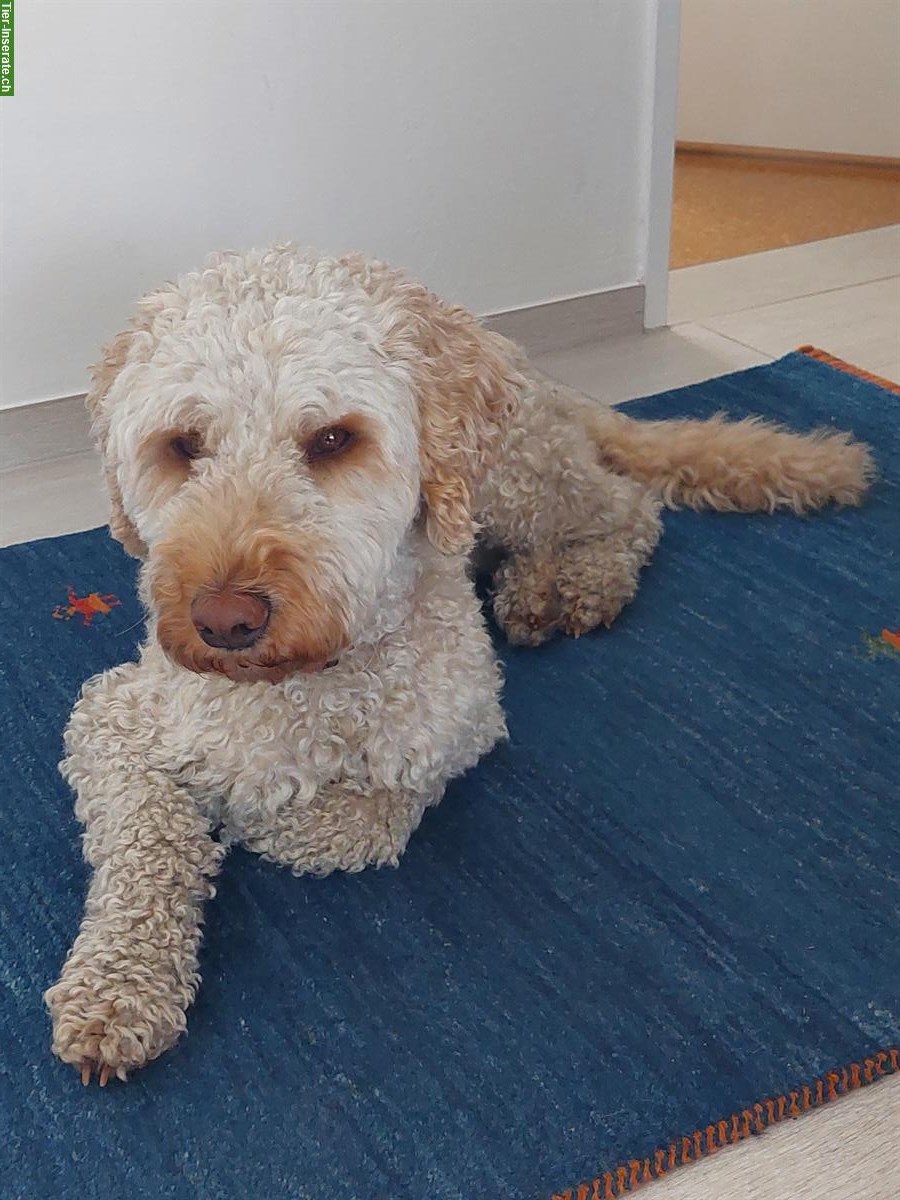 Bild 3: Königspudel Rüde zu verkaufen