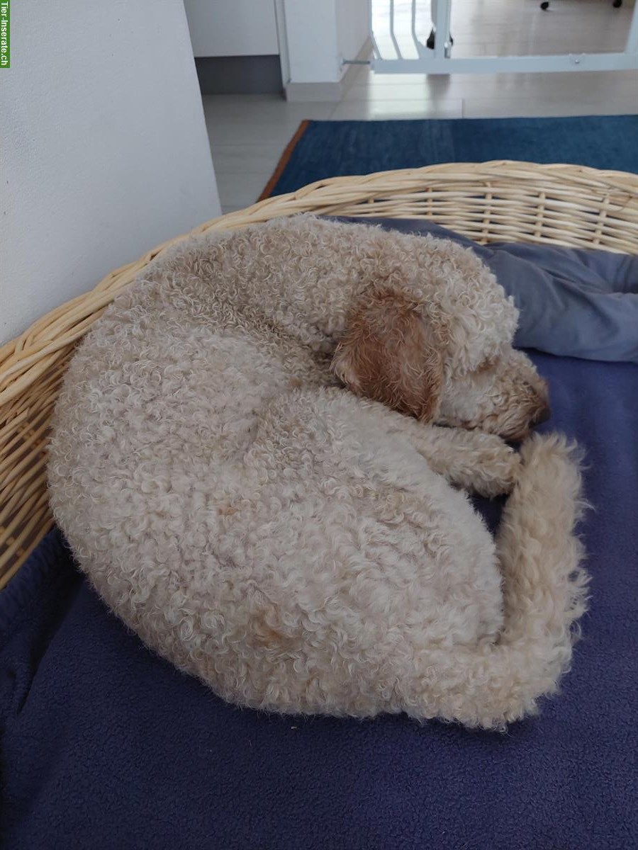 Bild 4: Königspudel Rüde zu verkaufen