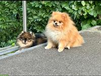 2 Pomeranian Rüden suchen gemeinsam liebes Zuhause 🏡