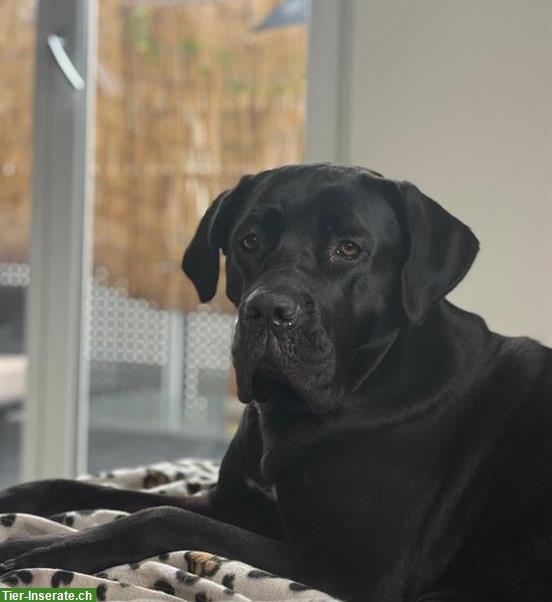 3-jährige Cane Corso Hündin sucht für immer Zuhause