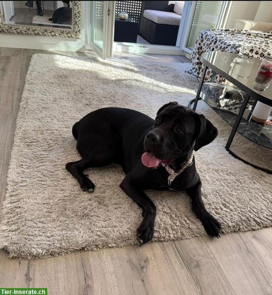 Bild 2: 3-jährige Cane Corso Hündin sucht für immer Zuhause