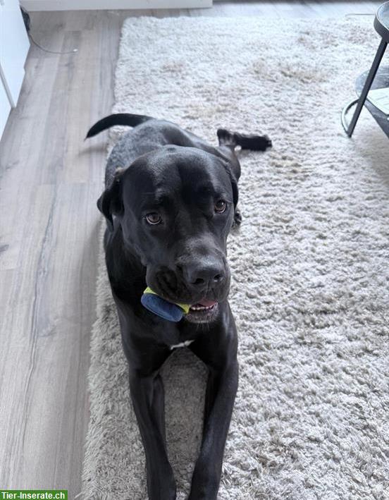 Bild 3: 3-jährige Cane Corso Hündin sucht für immer Zuhause