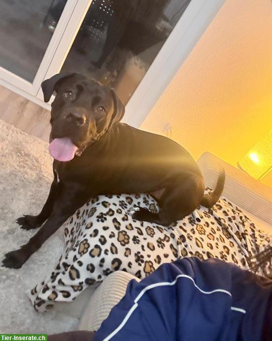 Bild 4: 3-jährige Cane Corso Hündin sucht für immer Zuhause