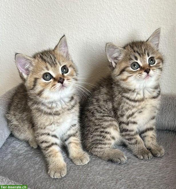 BKH Kitten zu verkaufen, grau-creme getigert