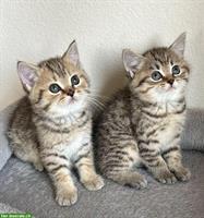 BKH Kitten zu verkaufen, grau-creme getigert