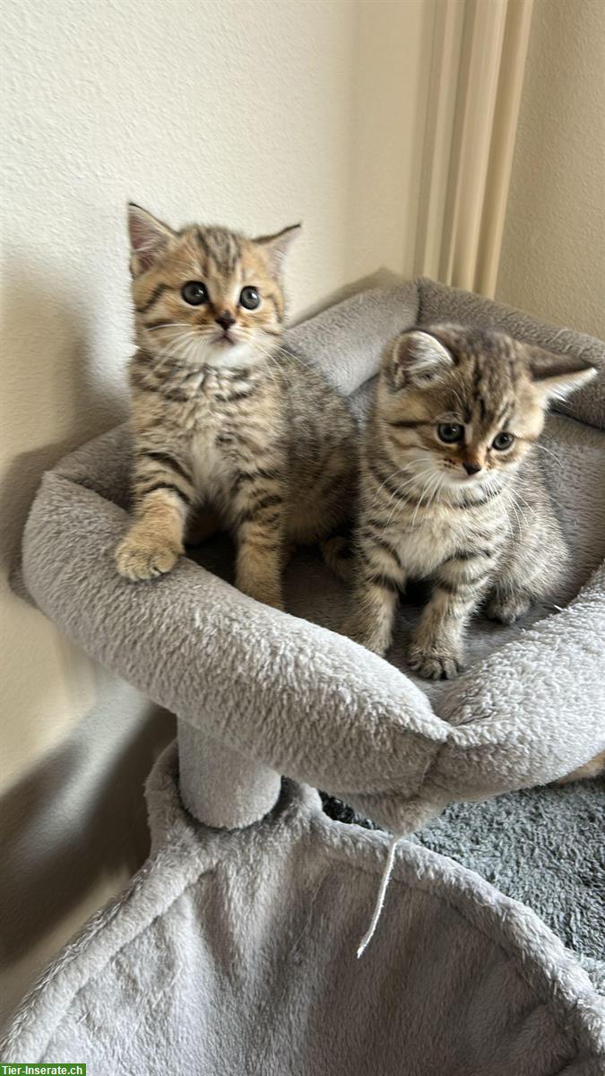 Bild 2: BKH Kitten zu verkaufen, grau-creme getigert