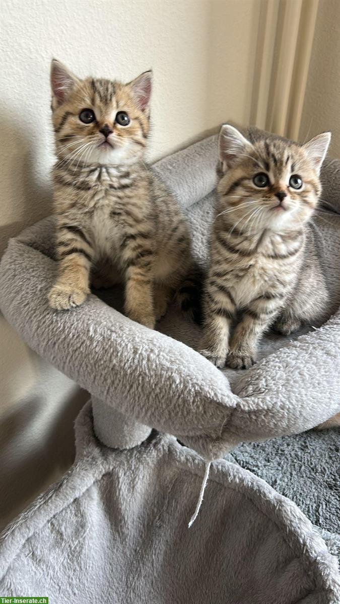Bild 3: BKH Kitten zu verkaufen, grau-creme getigert