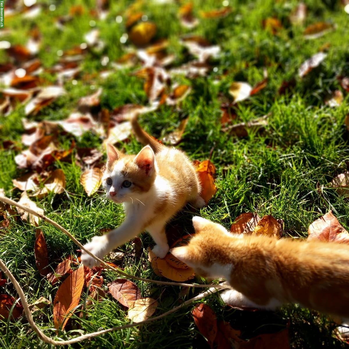 Junge Bauernhof Kater zu verkaufen, rot-weiss