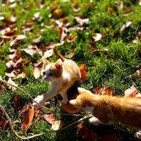 Junge Bauernhof Kater zu verkaufen, rot-weiss