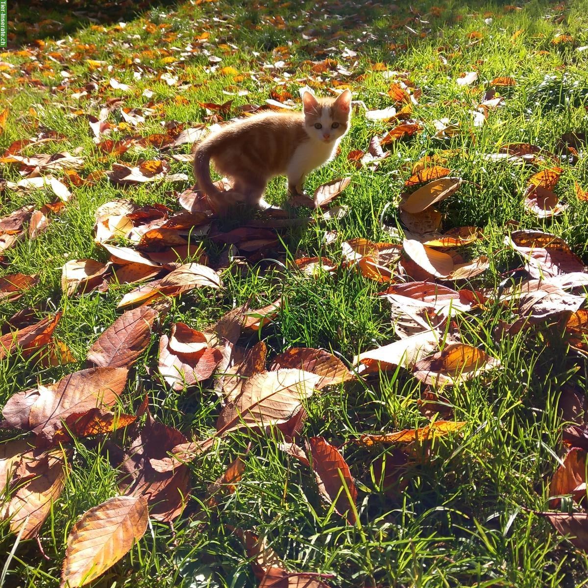 Bild 3: Junge Bauernhof Kater zu verkaufen, rot-weiss