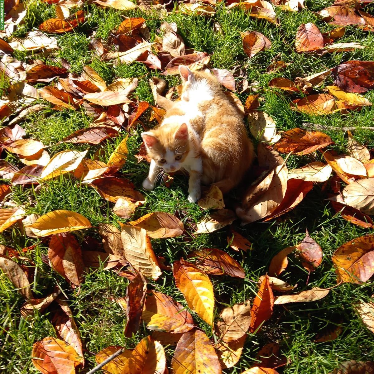Bild 4: Junge Bauernhof Kater zu verkaufen, rot-weiss