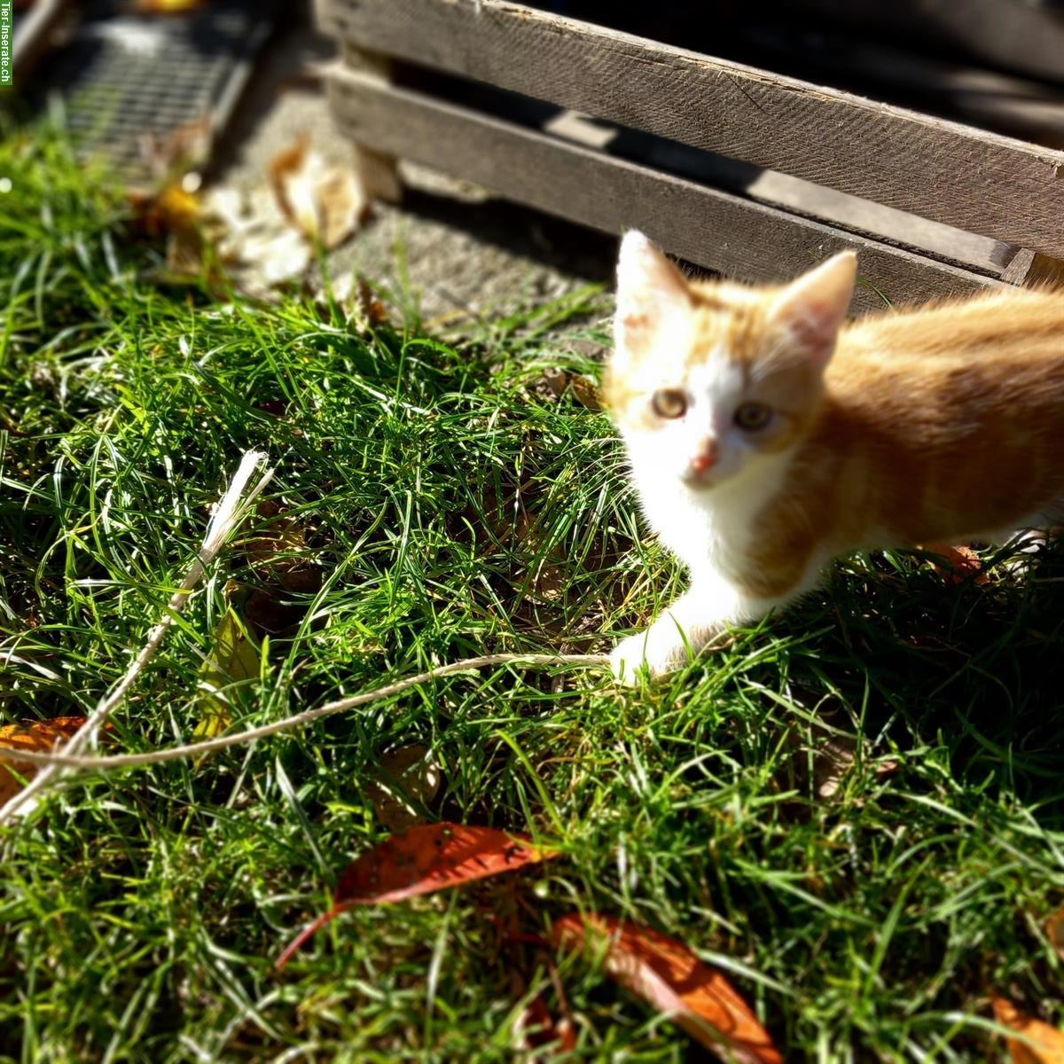 Bild 5: Junge Bauernhof Kater zu verkaufen, rot-weiss