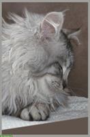 Ferienplatz für Katze (Einzelplatz)