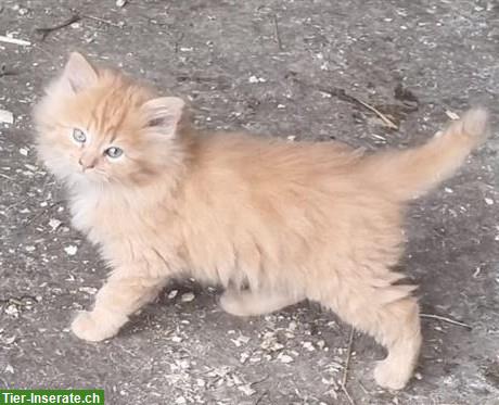Langhaar Bauernhof Kitten zu verkaufen