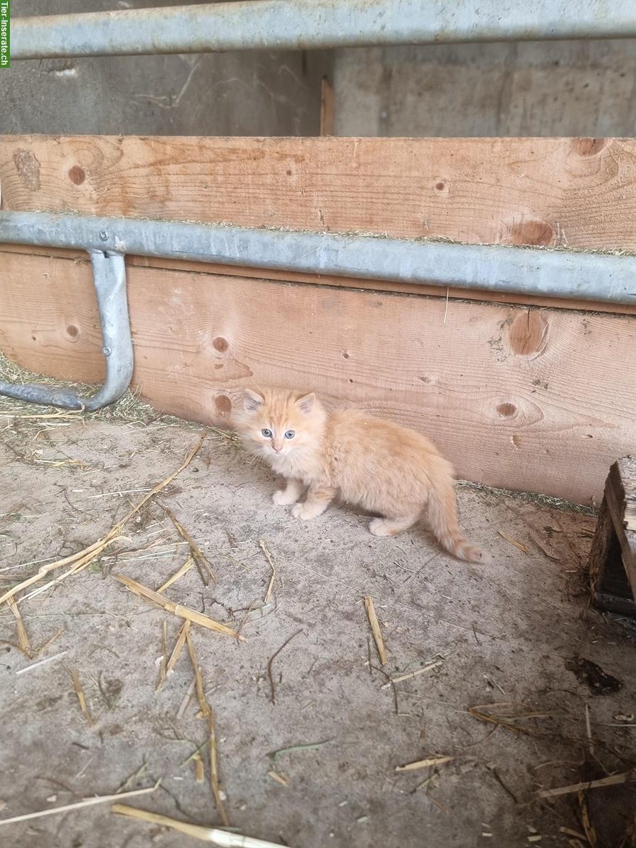 Bild 2: Langhaar Bauernhof Kitten zu verkaufen