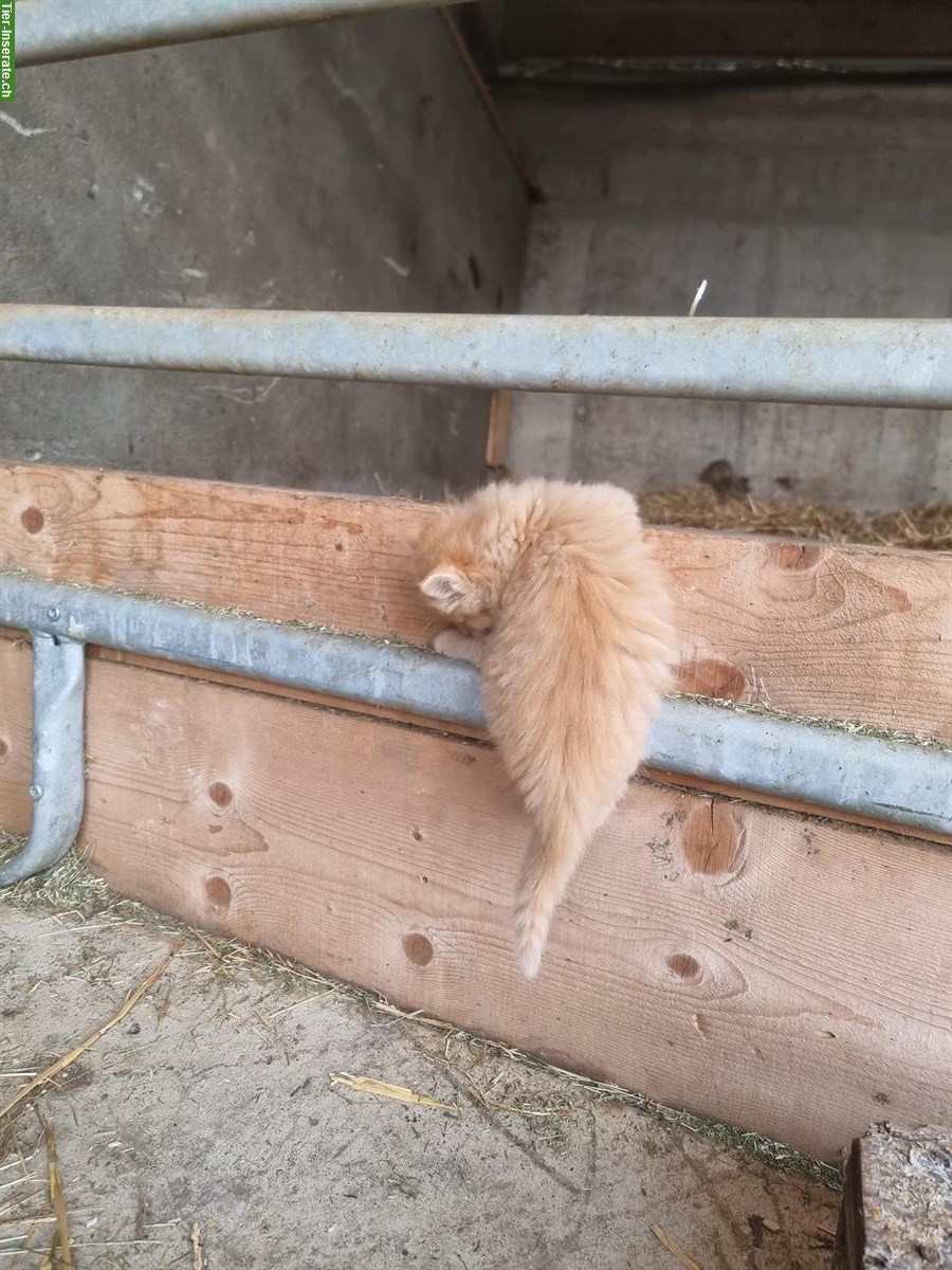 Bild 3: Langhaar Bauernhof Kitten zu verkaufen