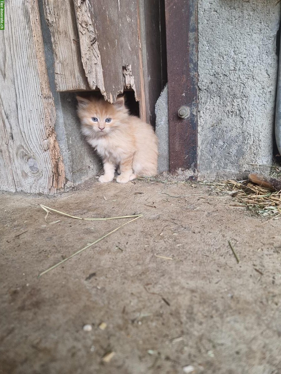 Bild 4: Langhaar Bauernhof Kitten zu verkaufen