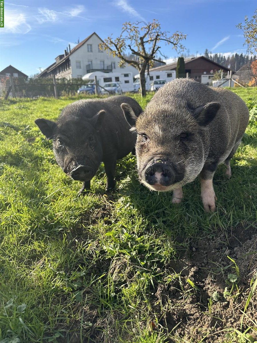 2 Minipig Weibchen suchen liebevolles Zuhause