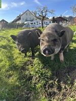 2 Minipig Weibchen suchen liebevolles Zuhause