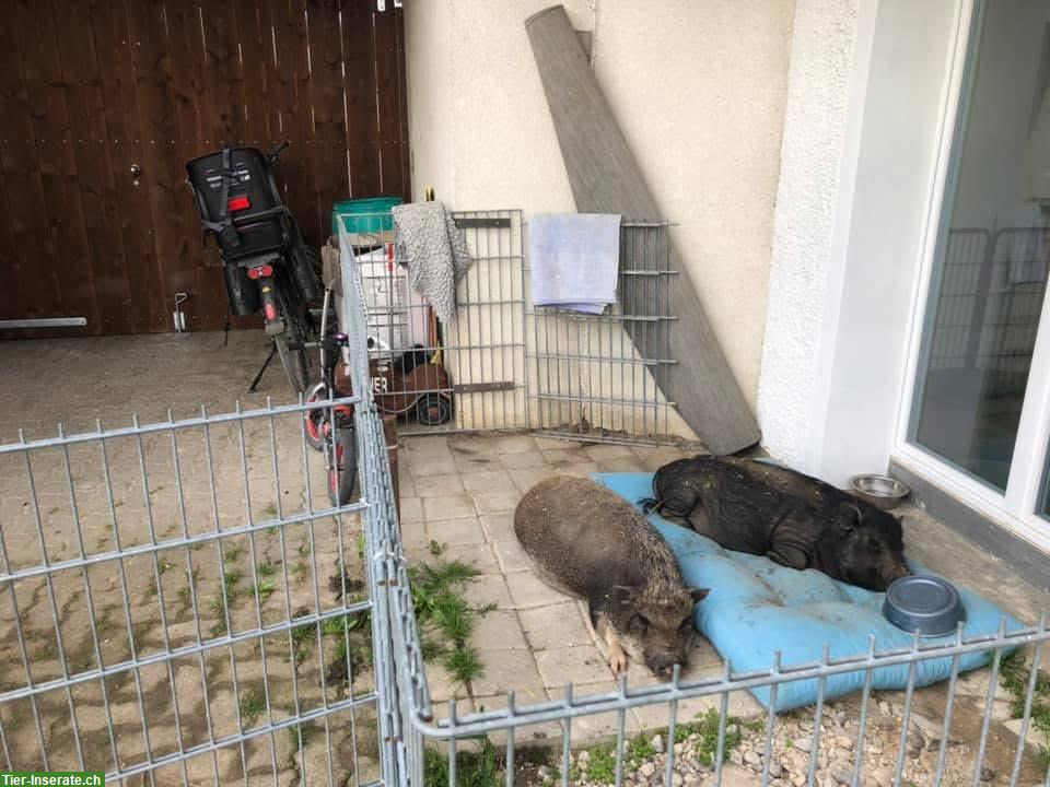 Bild 2: 2 Minipig Weibchen suchen liebevolles Zuhause