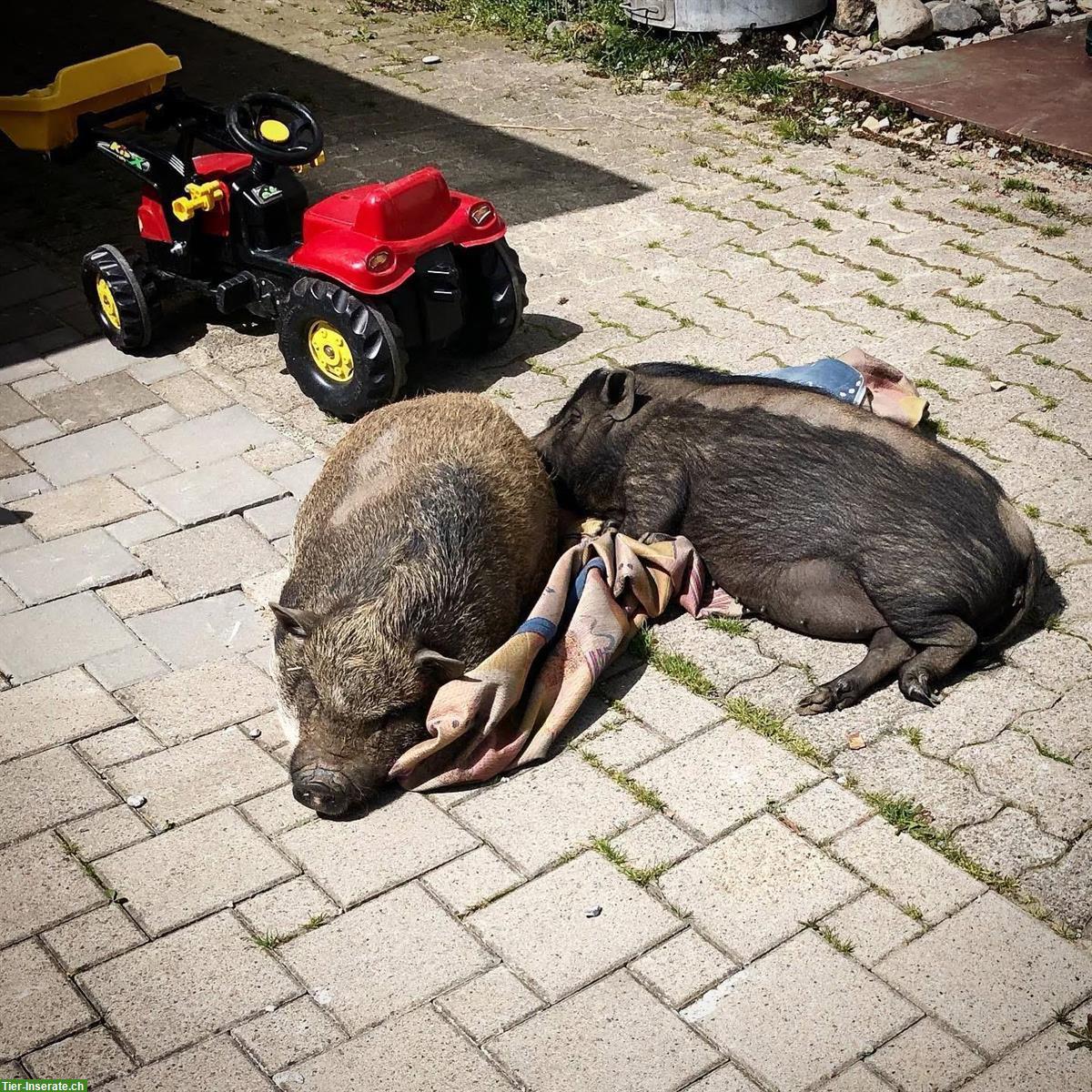 Bild 3: 2 Minipig Weibchen suchen liebevolles Zuhause