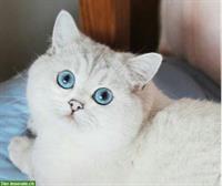 Britisch Kurzhaar Deckkater, blaue Augen, Rassechampion