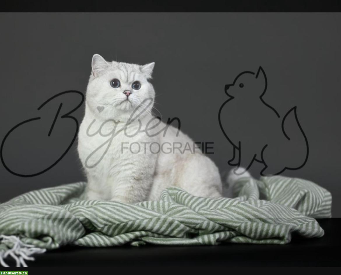 Bild 2: Britisch Kurzhaar Deckkater, blaue Augen, Rassechampion