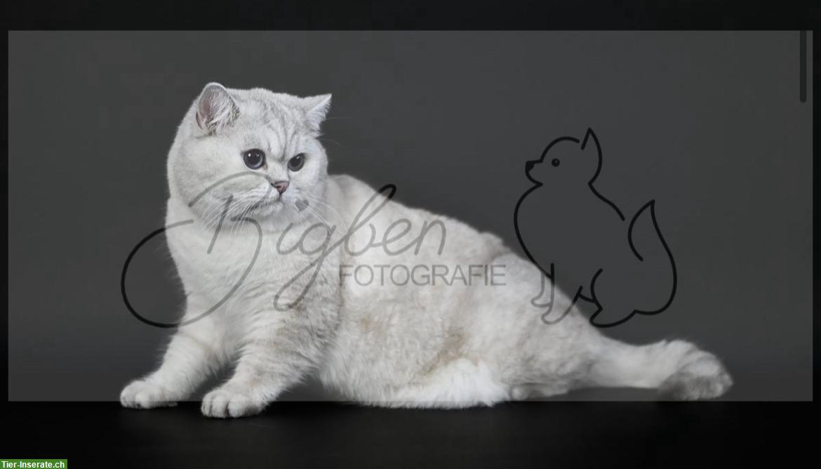 Bild 3: Britisch Kurzhaar Deckkater, blaue Augen, Rassechampion