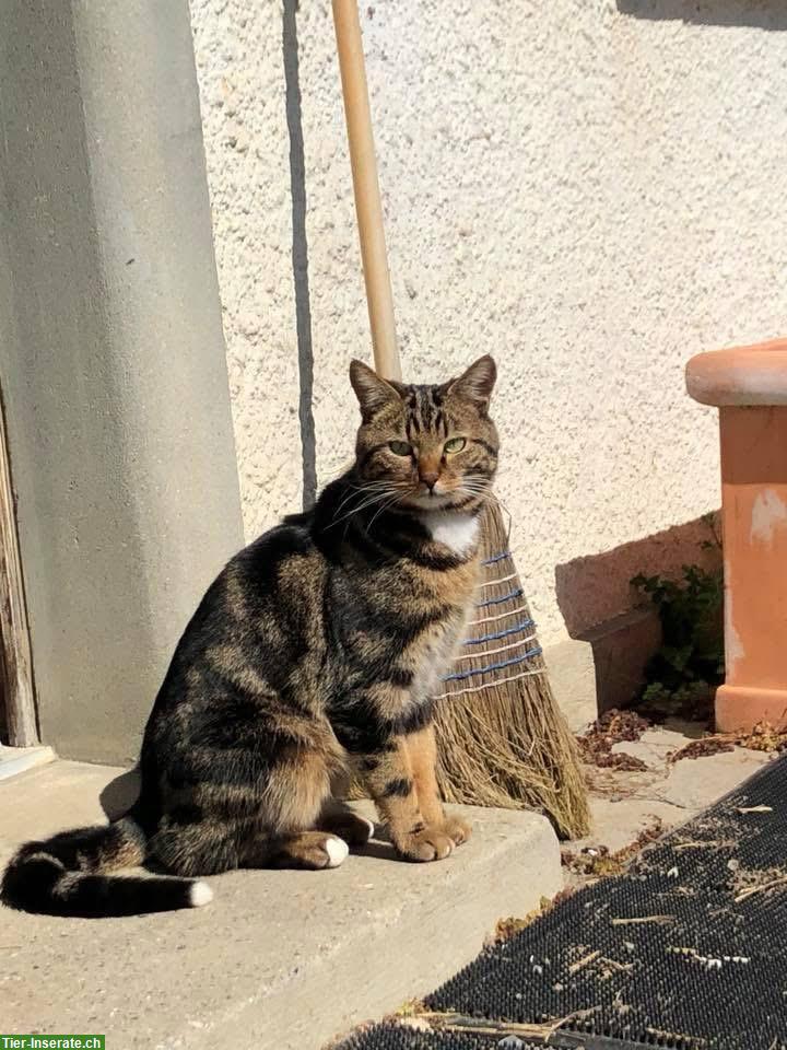 Kater Jaro sucht ruhigen Einzelplatz mit Freilauf