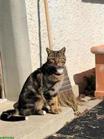 Kater Jaro sucht ruhigen Einzelplatz mit Freilauf