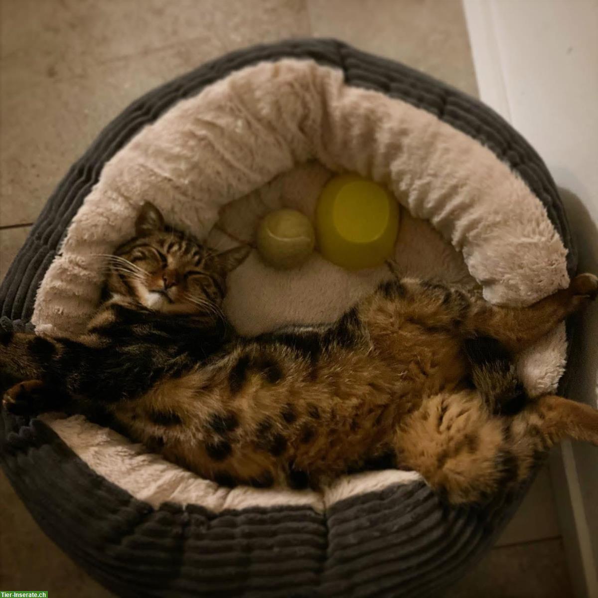 Bild 2: Kater Jaro sucht ruhigen Einzelplatz mit Freilauf