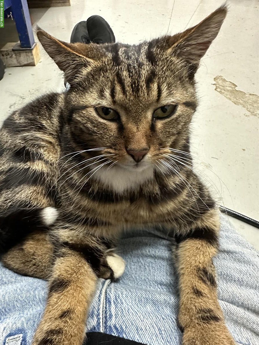 Bild 3: Kater Jaro sucht ruhigen Einzelplatz mit Freilauf