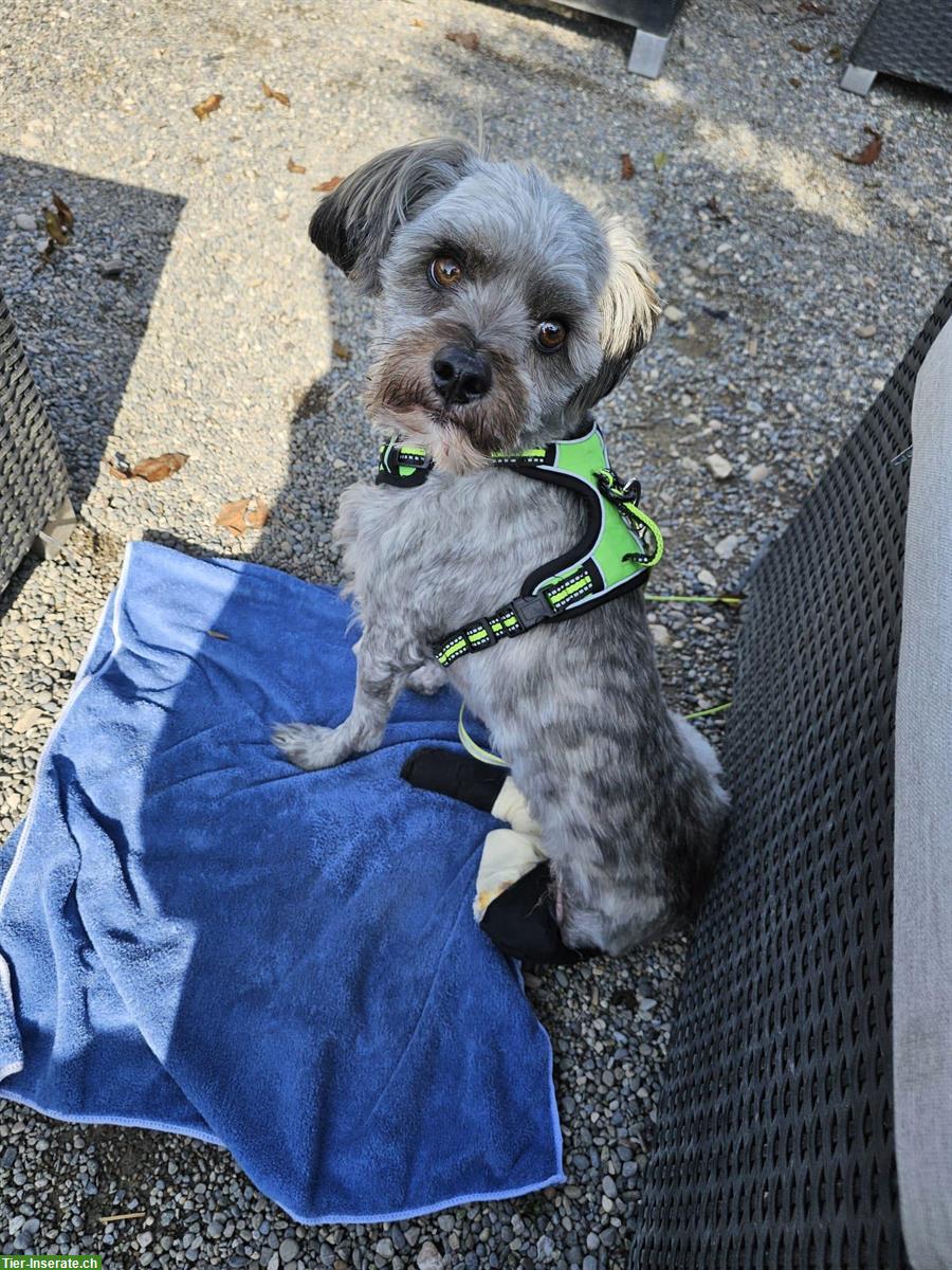 Kleiner Mischlingshund (Rüde) sucht erfahrenes Zuhause