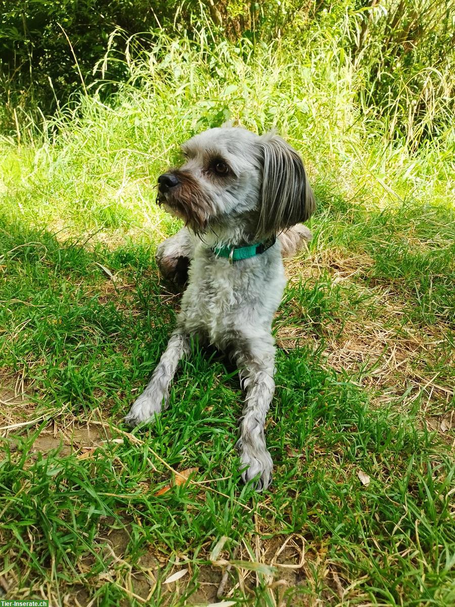 Bild 2: Kleiner Mischlingshund (Rüde) sucht erfahrenes Zuhause