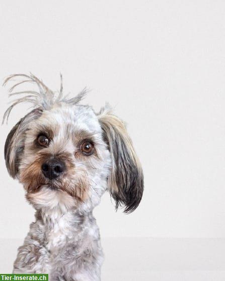 Bild 3: Kleiner Mischlingshund (Rüde) sucht erfahrenes Zuhause