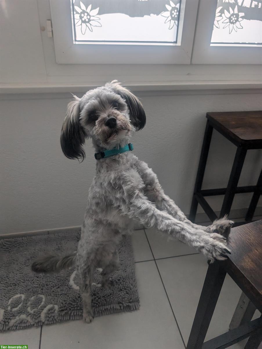 Bild 4: Kleiner Mischlingshund (Rüde) sucht erfahrenes Zuhause