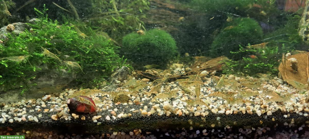 Zwerggarnelen Nachzucht gratis abzugeben