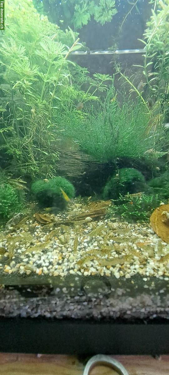 Bild 2: Zwerggarnelen Nachzucht gratis abzugeben