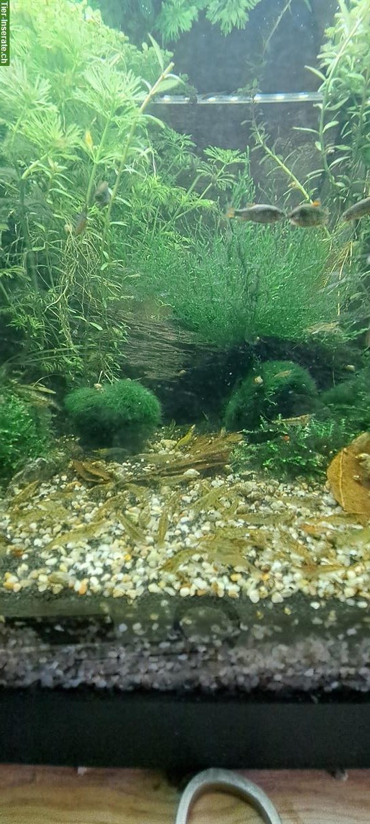 Bild 3: Zwerggarnelen Nachzucht gratis abzugeben