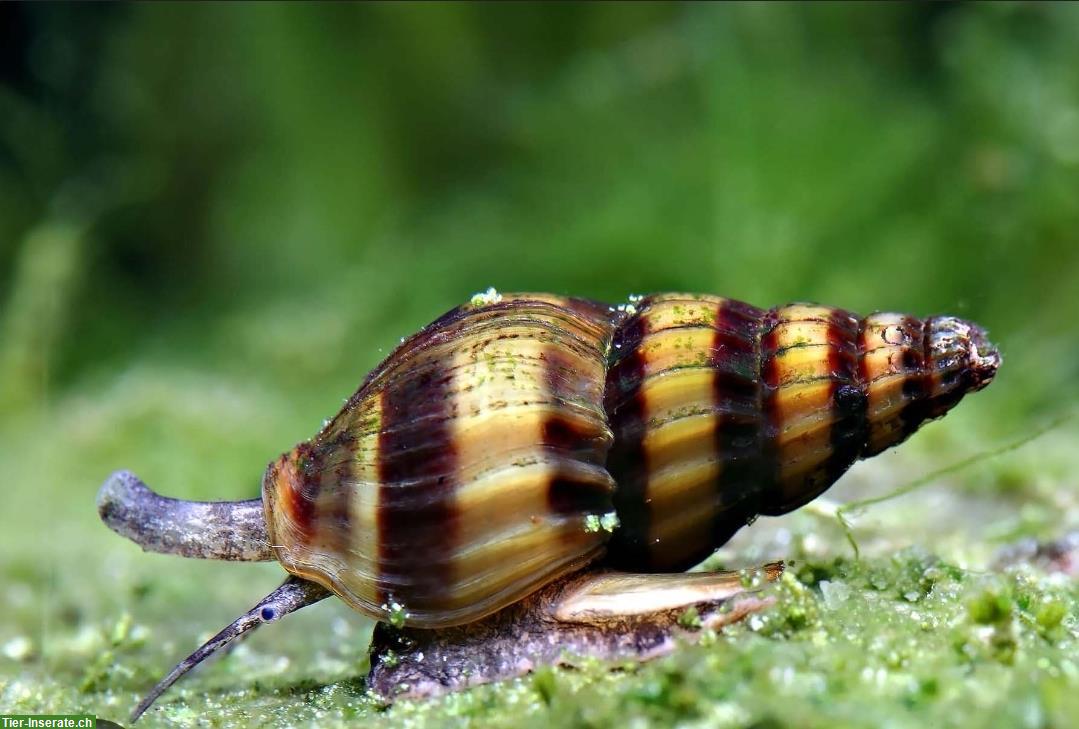 GRATIS: Raubschnecke (Clea Helena) abzugeben