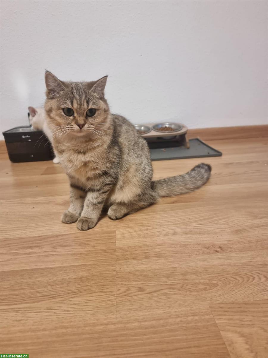 Junge Britisch Kurzhaar Katze, stubenrein
