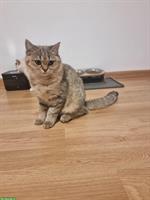 Junge Britisch Kurzhaar Katze, stubenrein