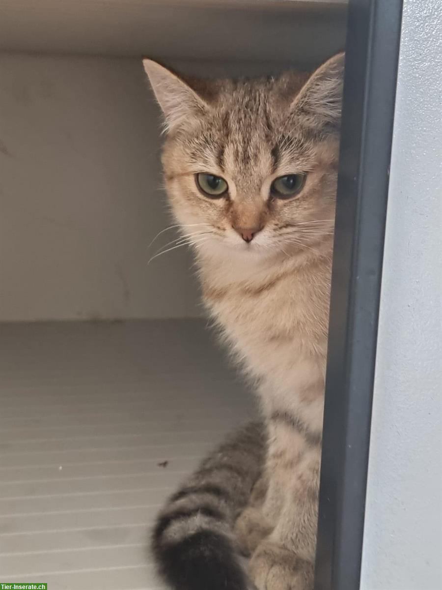 Bild 2: Junge Britisch Kurzhaar Katze, stubenrein