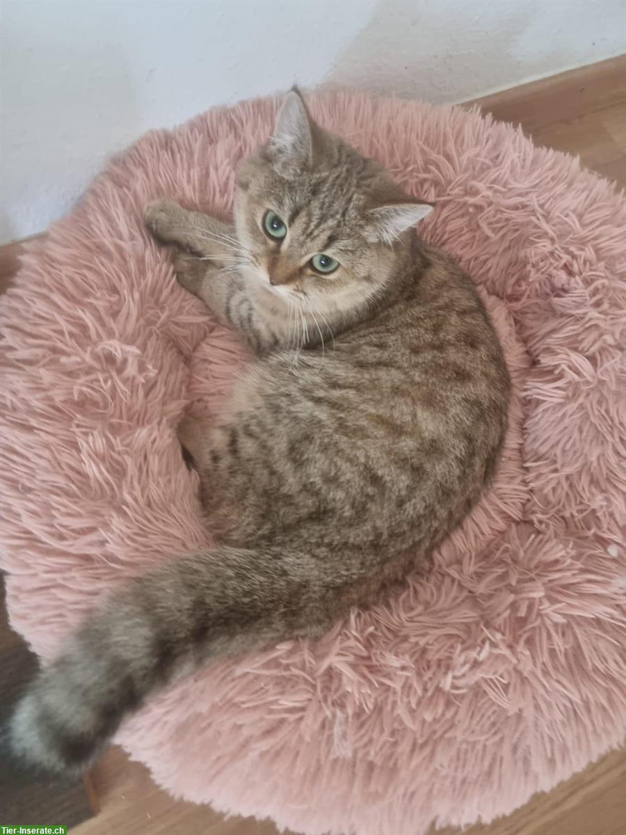 Bild 3: Junge Britisch Kurzhaar Katze, stubenrein