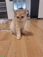 Britisch Kurzhaar Babykatzen, weiblich und männlich