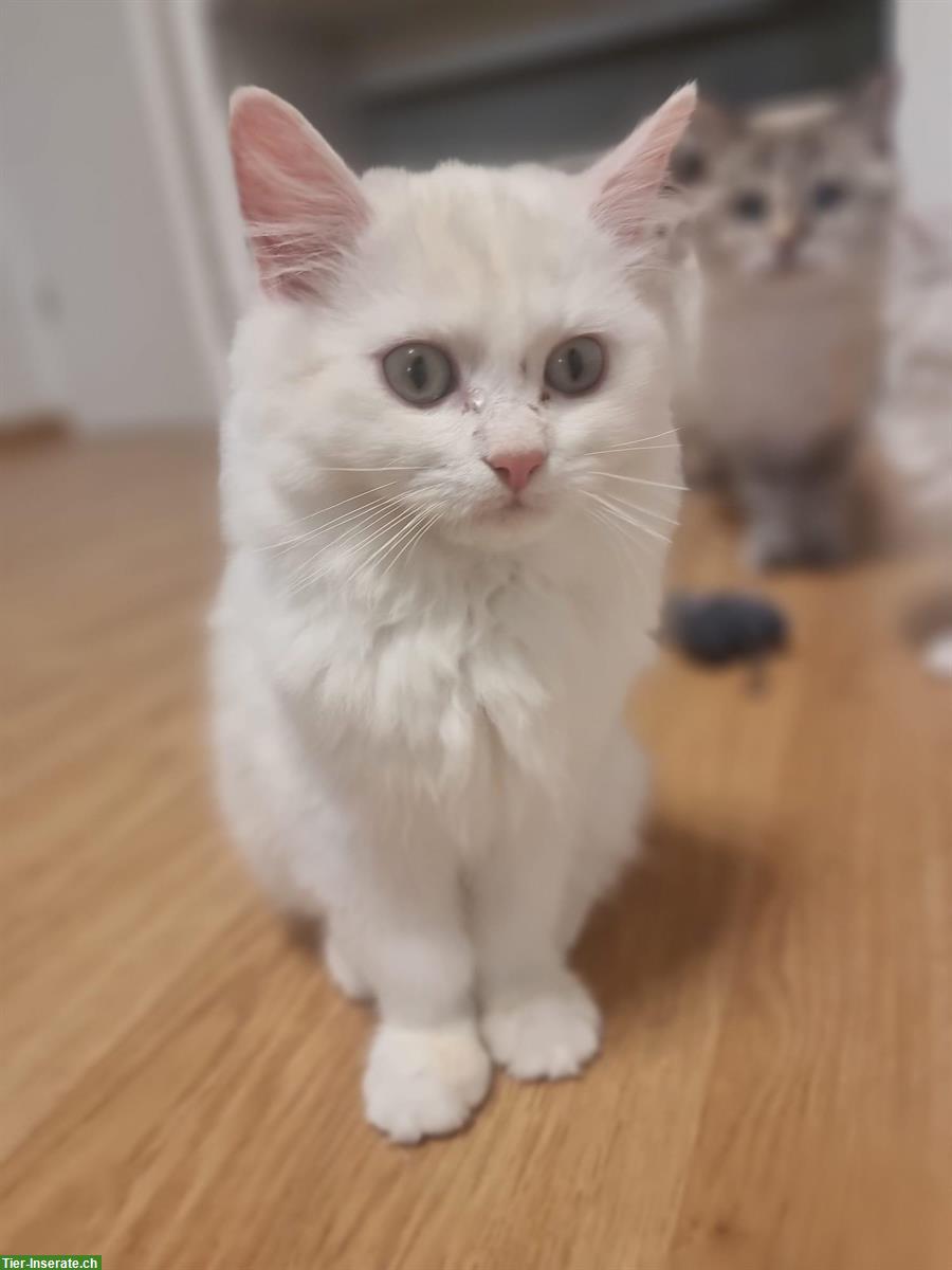 Bild 2: Britisch Kurzhaar Babykatzen, weiblich und männlich