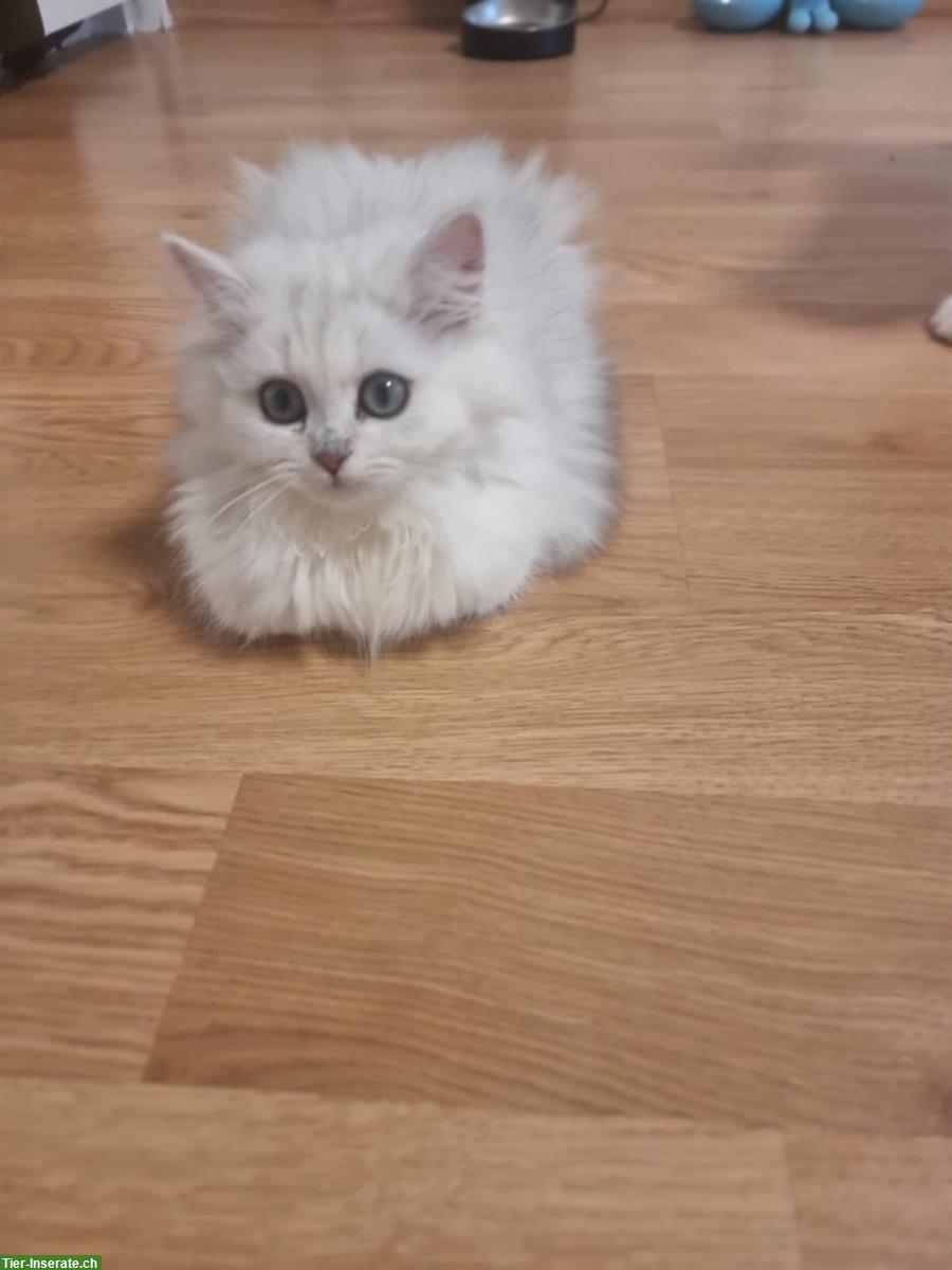 Bild 3: Britisch Kurzhaar Babykatzen, weiblich und männlich