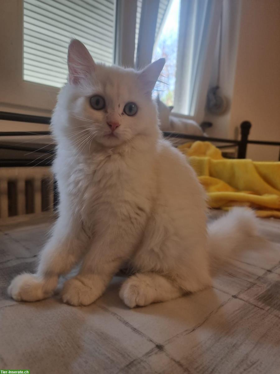 Bild 4: Britisch Kurzhaar Babykatzen, weiblich und männlich