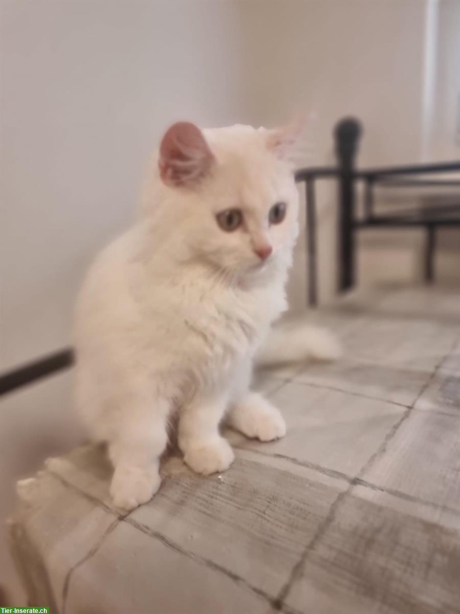 Bild 5: Britisch Kurzhaar Babykatzen, weiblich und männlich