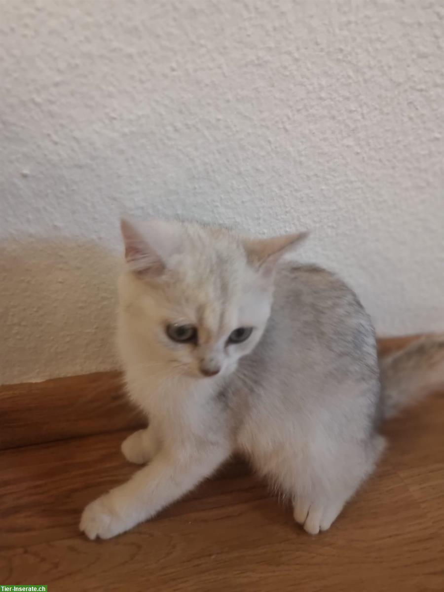 Bild 6: Britisch Kurzhaar Babykatzen, weiblich und männlich